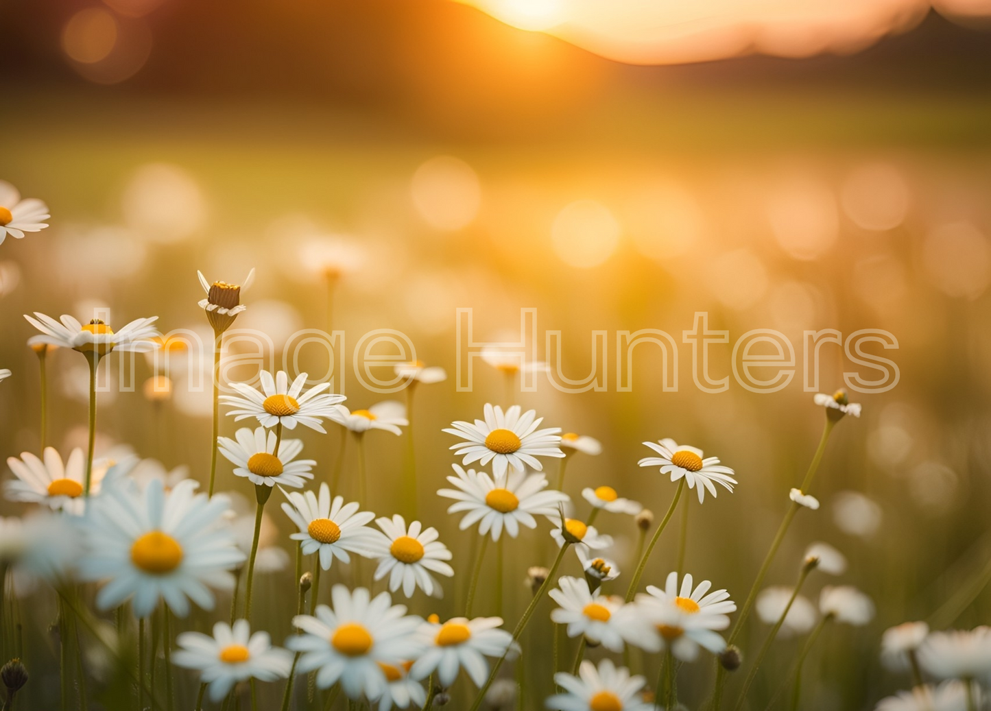 Blooming Daisies at Sunset