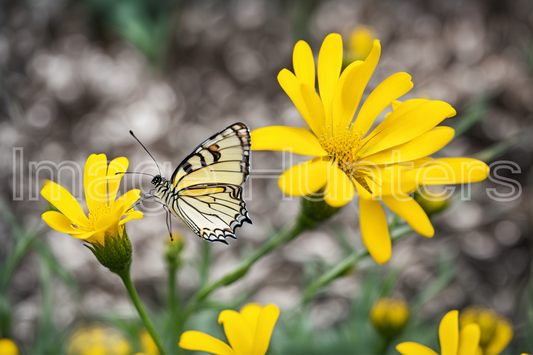 Delicate Butterfly and Sunny Blooms