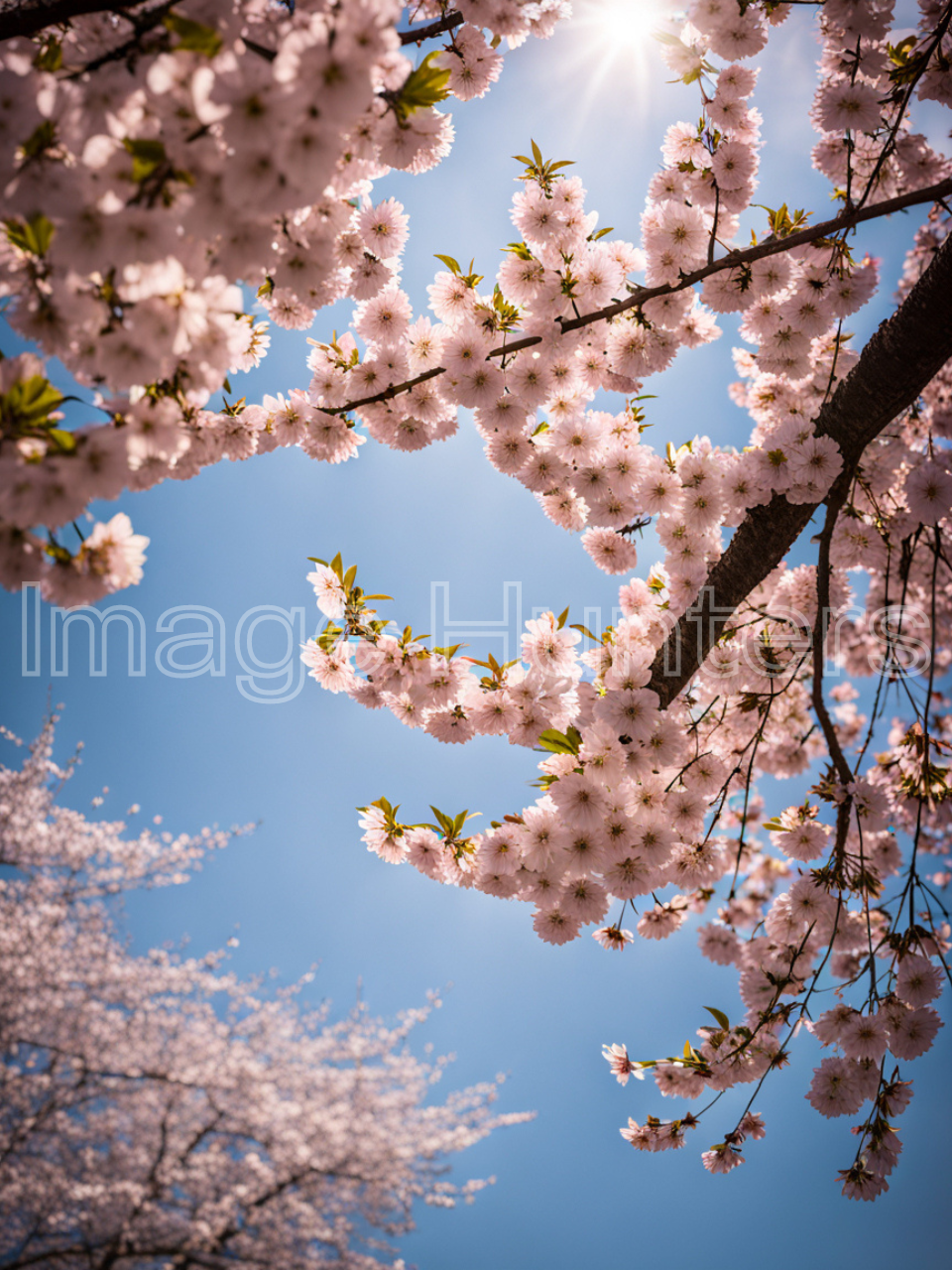 Cherry Blossoms from Skyward View