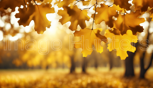 autumn oak leaves in golden sunlight with blurred background