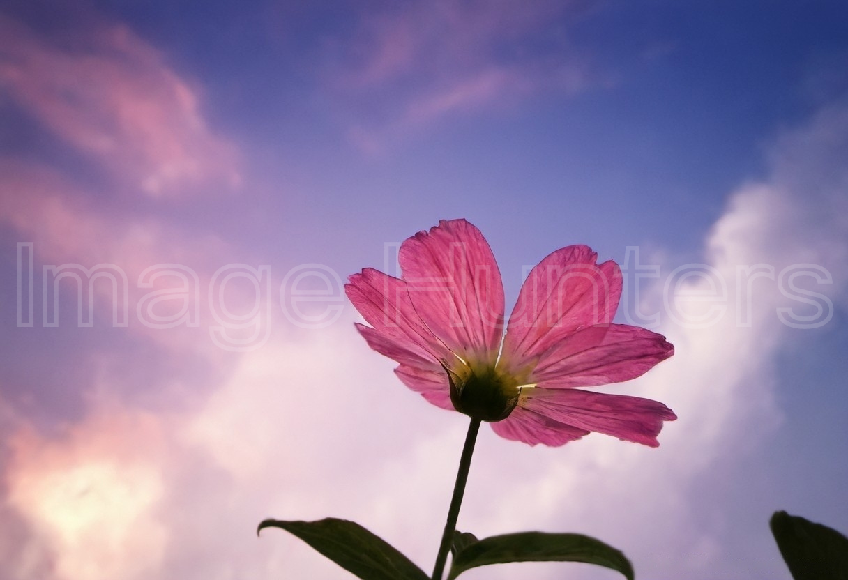 A vibrant flower set against a clear, beautiful blue sky