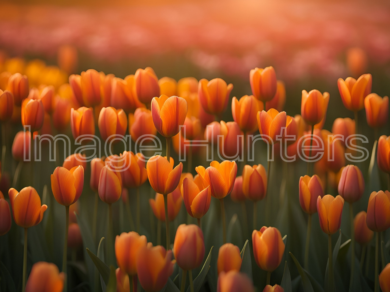 Tulips in a blooming field