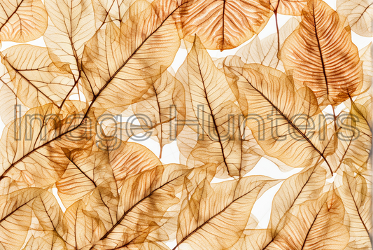 Transparent Dry Leaves on white background