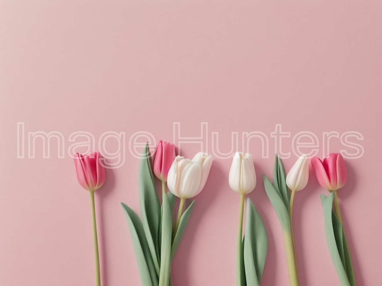 Tulips Aligned Against a Soft Pink Backdrop