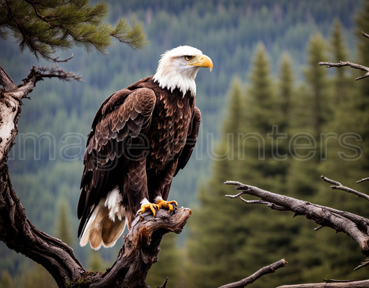 Bald Eagle on Branch