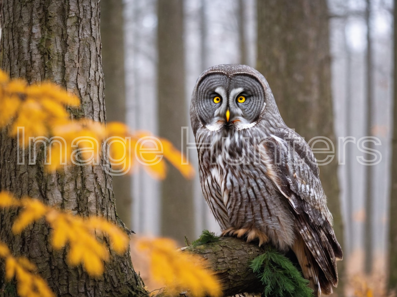 Grey Owl perched on a winter tree