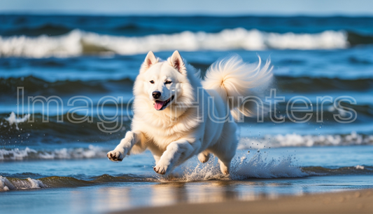 Cheerful Samoyed dog enjoys running along the sandy beach