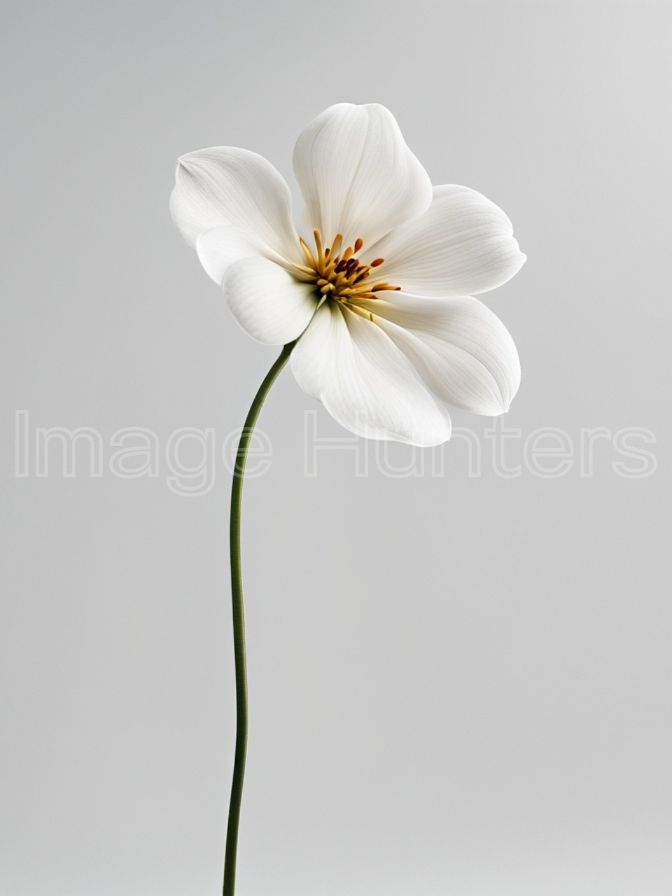 A single stem of curved flower on White Background