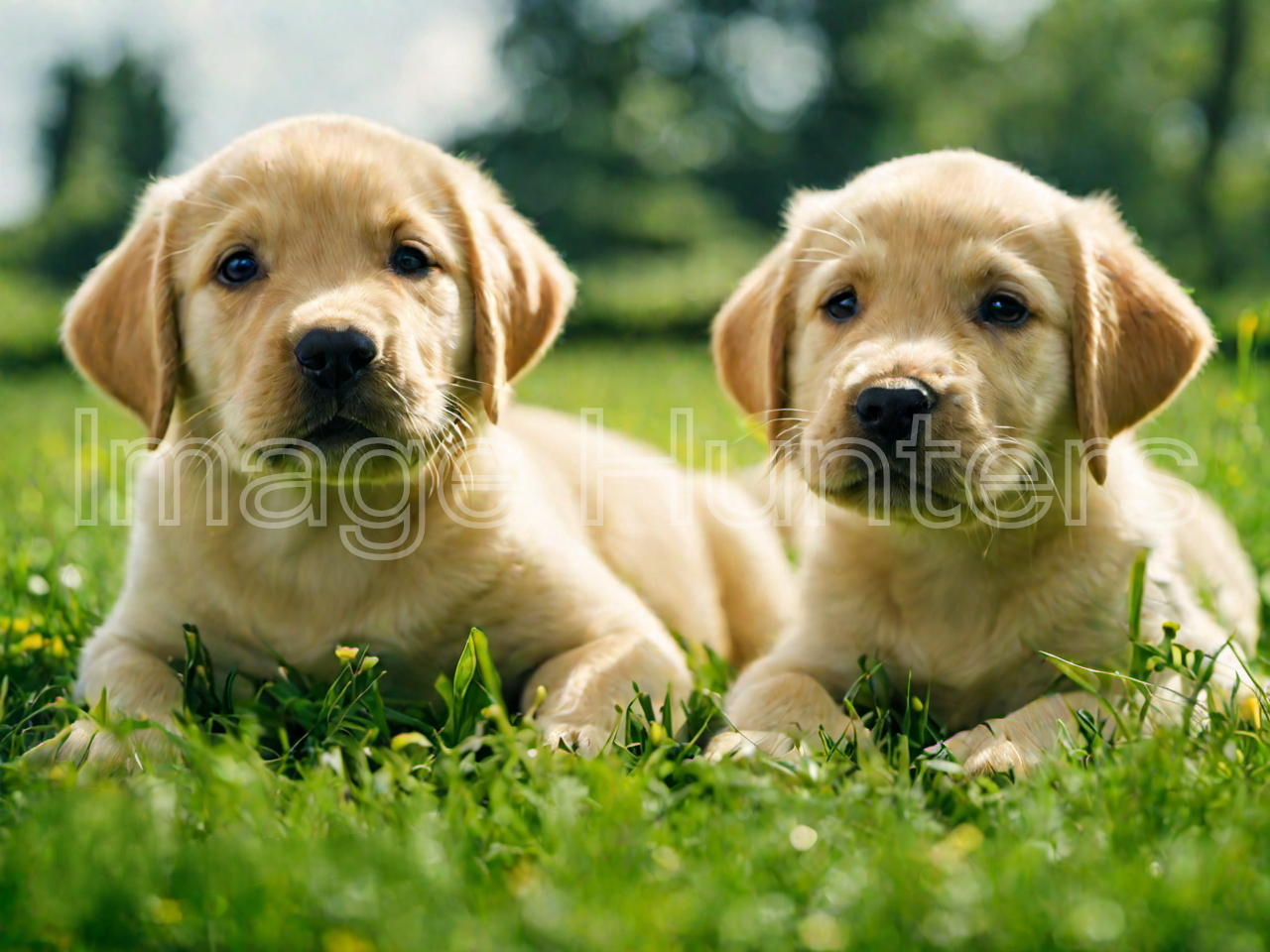 adorable yellow Labrador puppies resting on green grass